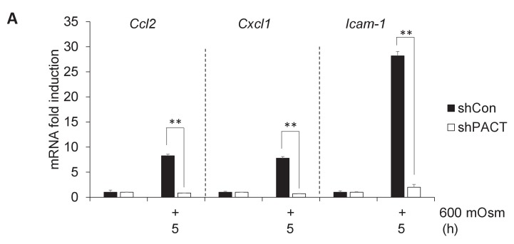 Figure 5—figure supplement 1.