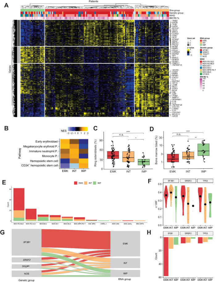 Figure 2. Transcriptomic landscape of MDSRS+. A, Heat map showing expression levels of differentially expressed genes in MDSRS+ across the three transcriptomic groups. Rows represent genes and samples are depicted in columns. Covariates display gene expression–based group, genetic group, WHO subtypes and BM RS %. B, GSEA on DEGs among the three clusters. Normalized enrichment score (NES) was computed considering the comparison between each group and NBM used as controls. P, progenitor. C–D, Comparison of BM RS (C) and blasts (D) distributions across the three groups derived from gene expression unsupervised clustering analysis. E, Frequency distribution of transcriptomic classes across WHO categories of the MDSRS+ cohort. F, Distribution of variant allele frequency (VAF) corrected by CNV/LOH (c-VAF) of SF3B1, SRSF2, and TP53MH, stratified by gene expression groups. Specifically, in case of deletion or LOH, VAF was halved to making it comparable with mutation without CNV/LOH. In case of multiple TP53 mutations, TP53MH c-VAF referred to the second-ranked TP53 mutation VAF. G, Sankey diagram showing the relationship between genomic and transcriptomic classification. Color labels distinguish cases according to the three gene expression groups. H, Absolute frequency distribution of SF3B1, SRSF2, and TP53MH mutation, stratified by gene expression group.