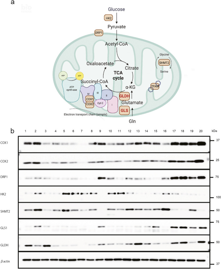 Fig. 1