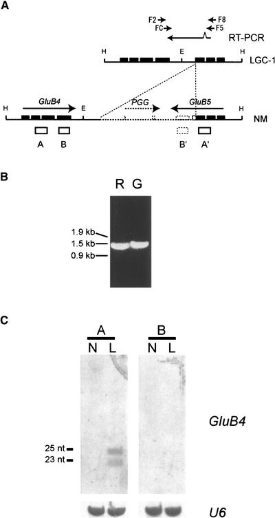 Figure 6.