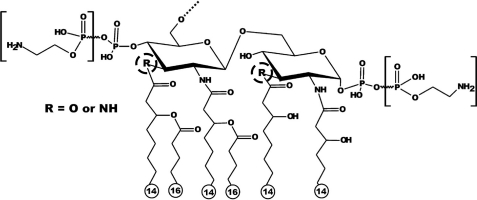 FIGURE 1.