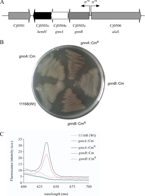 FIGURE 2.