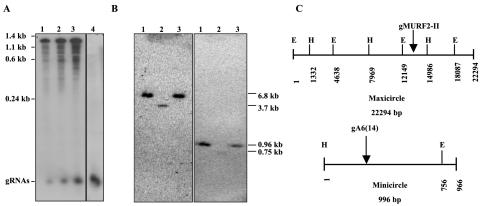 FIG. 2.