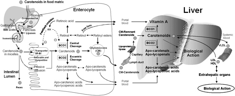 FIGURE 1.