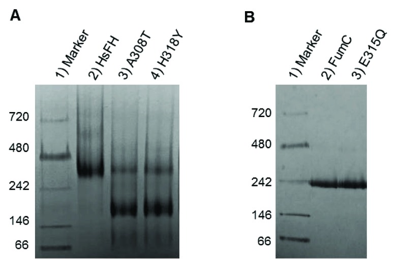 Fig. (6)