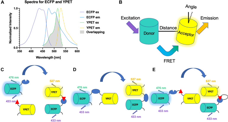 FIGURE 2