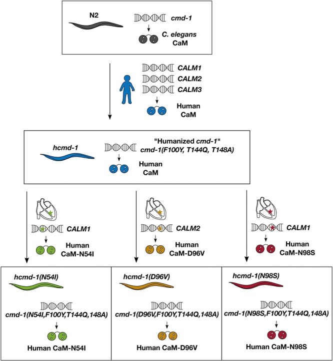 Figure 7