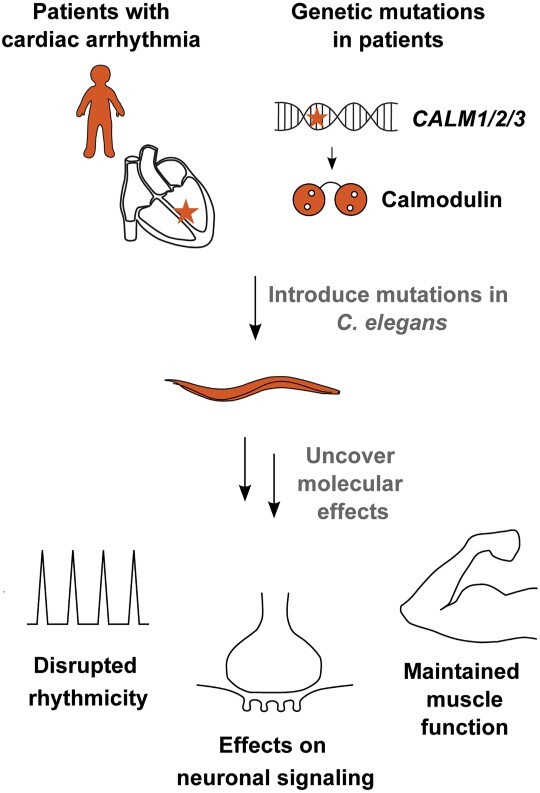 Graphical Abstract