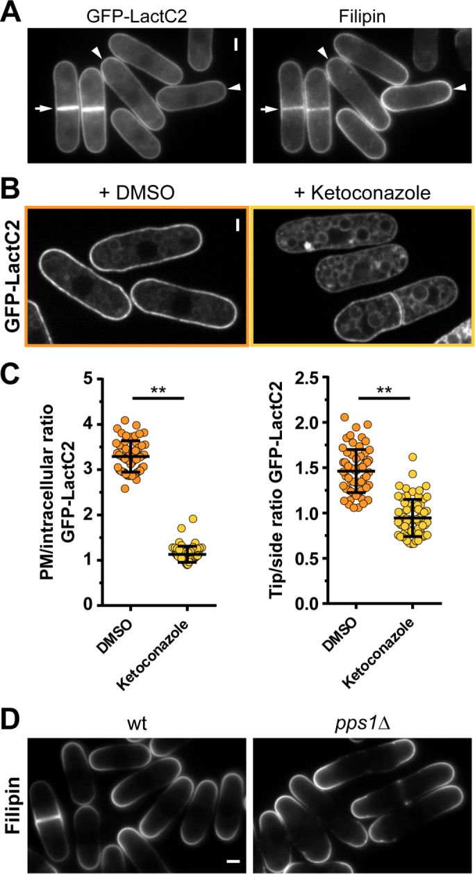 FIGURE 5: