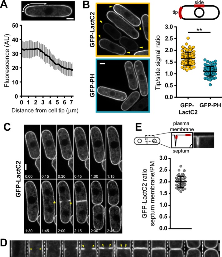 FIGURE 2: