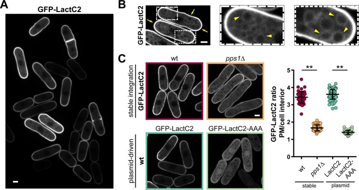 FIGURE 1: