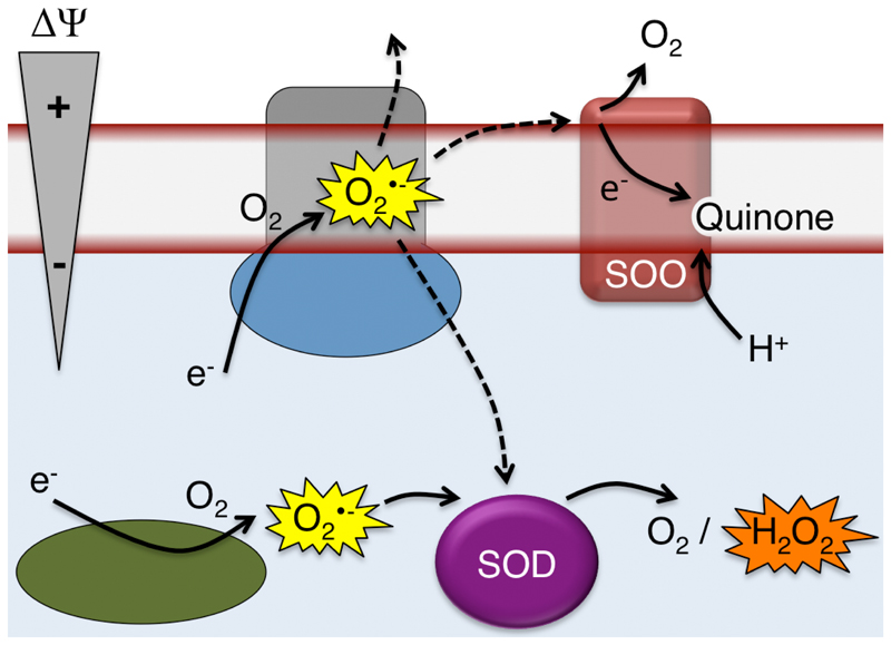 Fig. 4