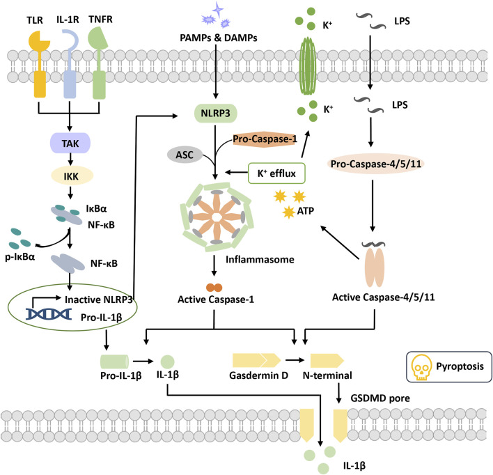 FIGURE 1