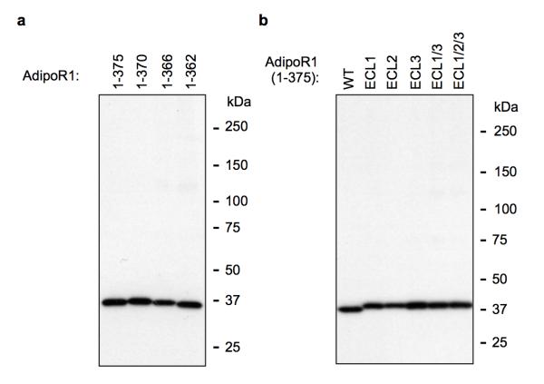 Extended Data Figure 9