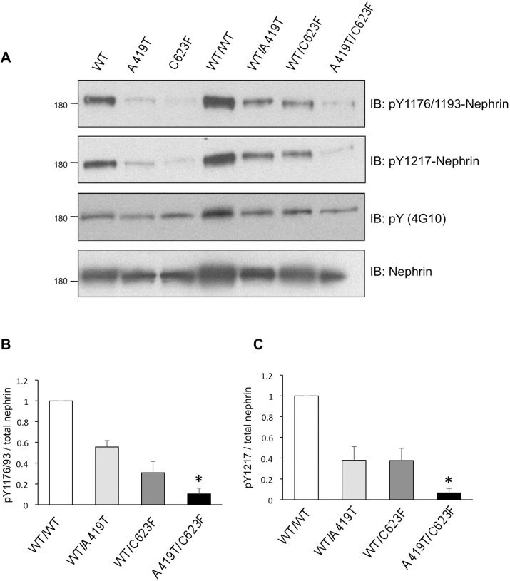 Fig 6