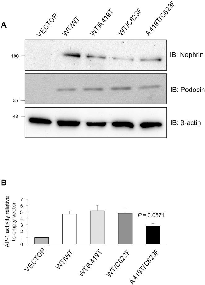 Fig 7