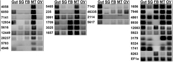 Fig. 6