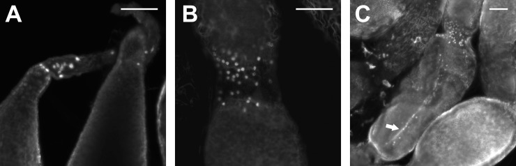 Fig 9