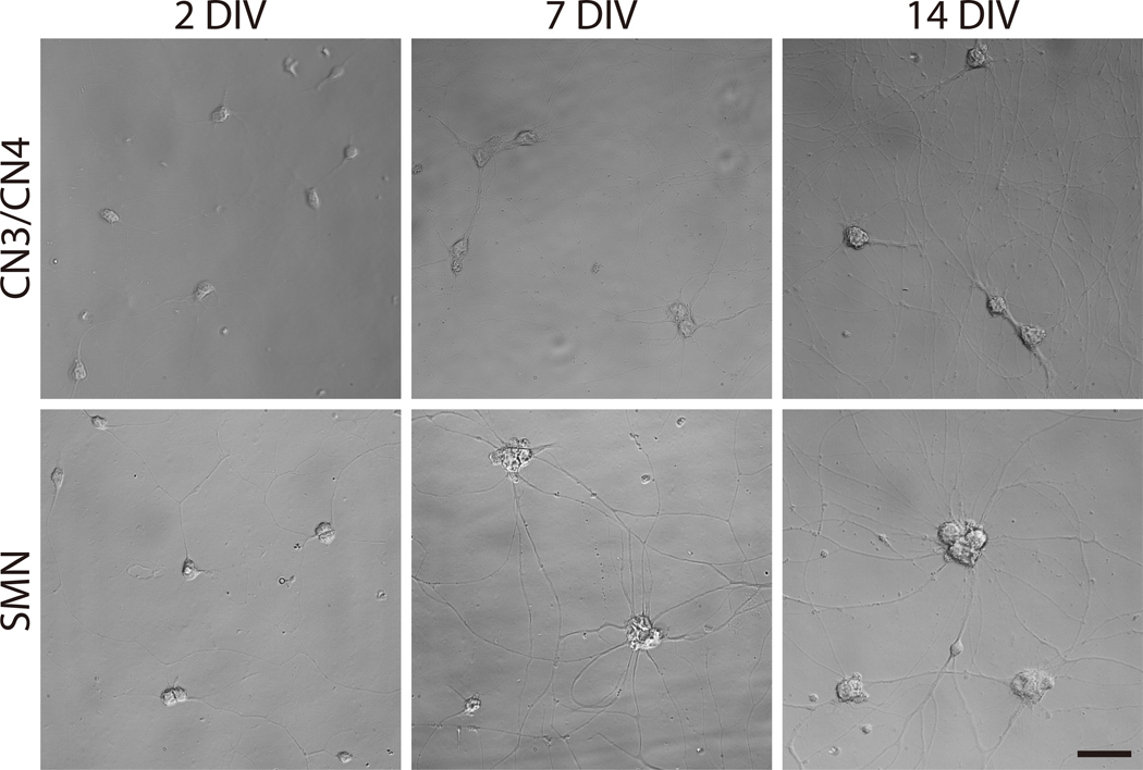 Figure 4: