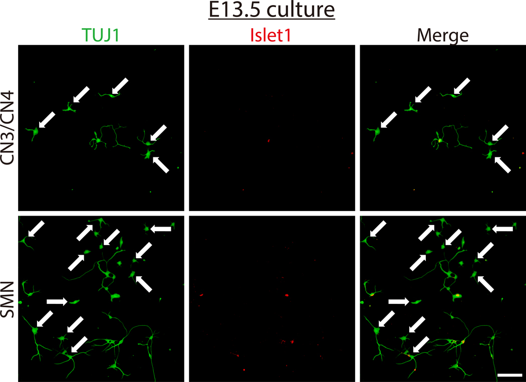 Figure 7: