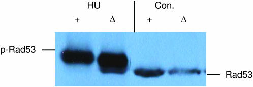 Figure 1.—