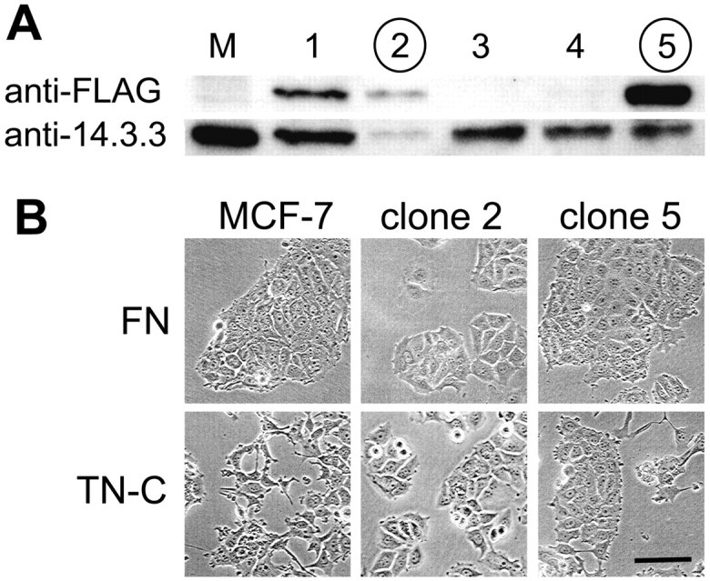 Figure 3.