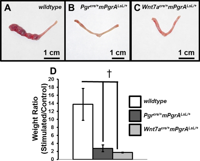 Figure 5.
