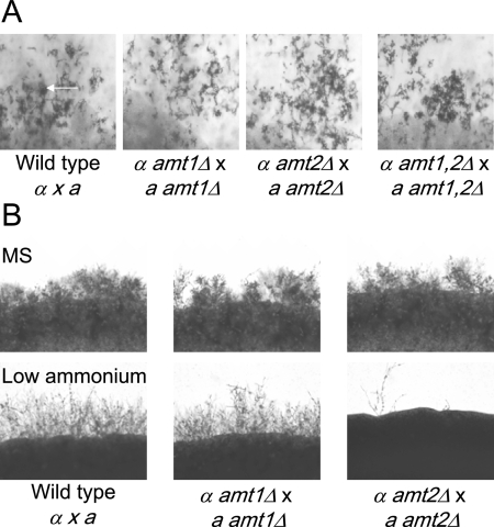 FIG. 8.