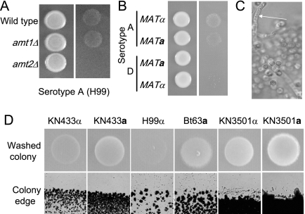 FIG. 6.