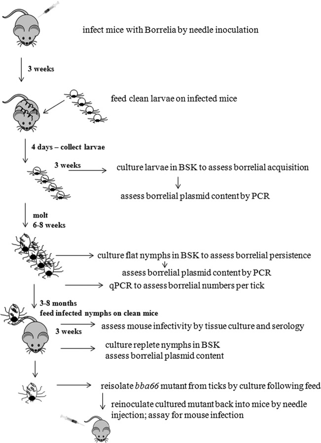 Fig 5