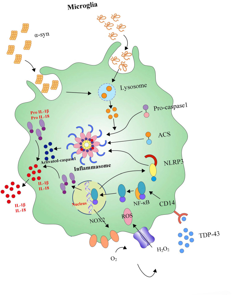 FIGURE 5