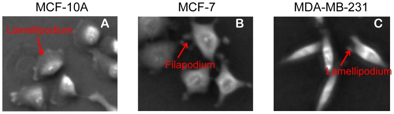 Figure 15