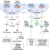 Graphical abstract