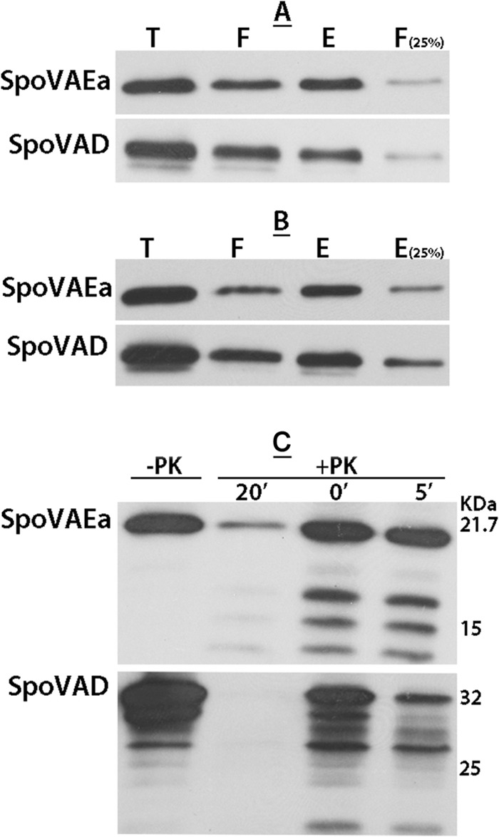 FIG 3