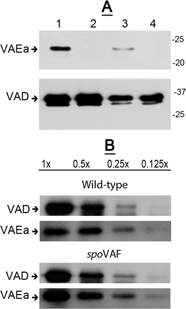 FIG 5