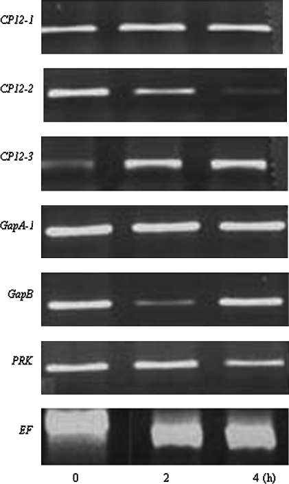 Fig. 5.