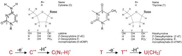 Figure 22