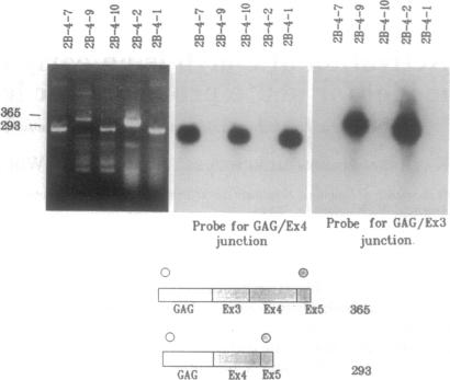 graphic file with name pnas01102-0491-a.jpg