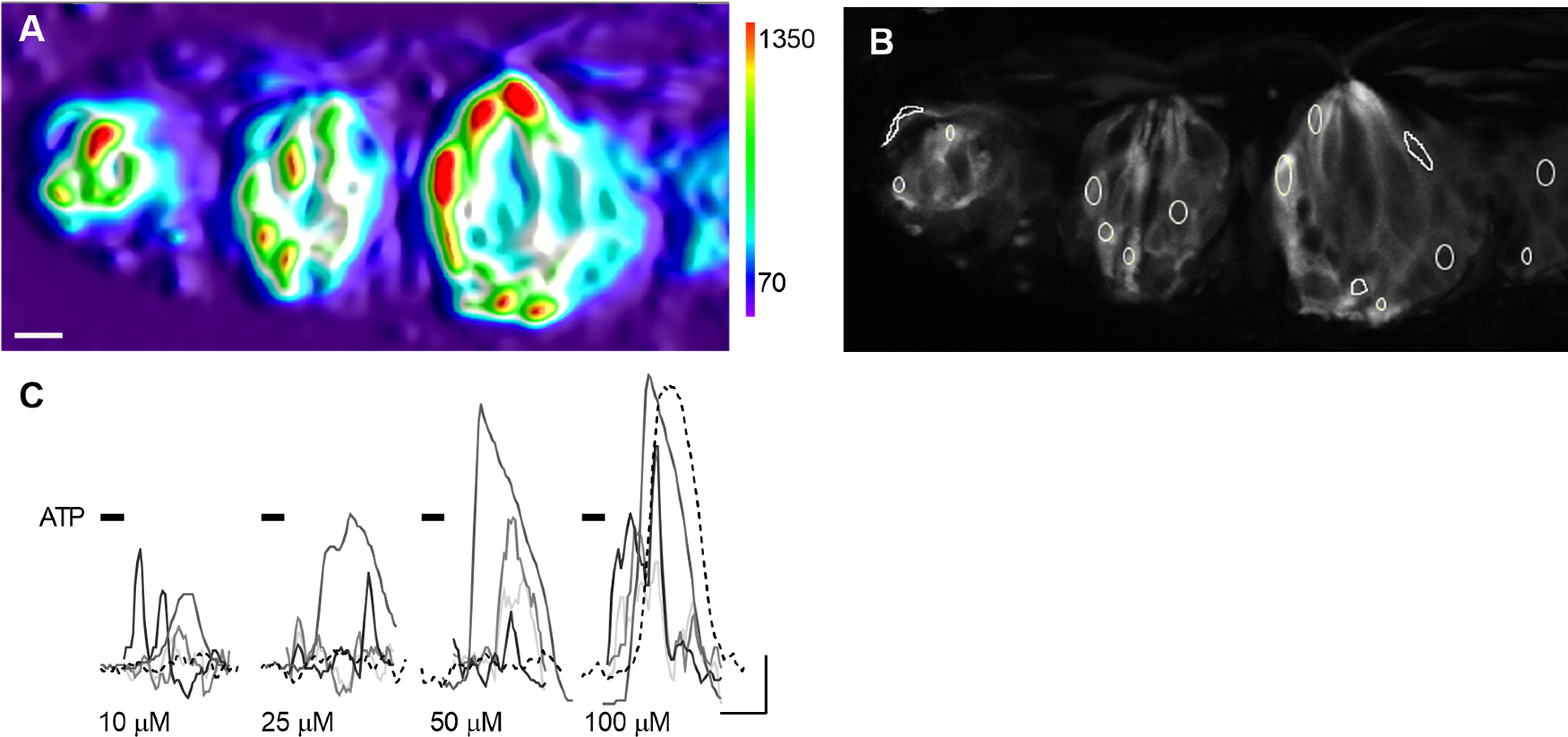 Figure 3.