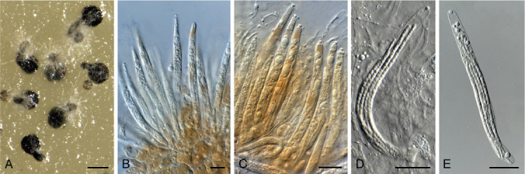 Fig. 45.