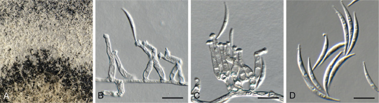 Fig. 17.