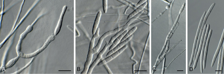 Fig. 25.