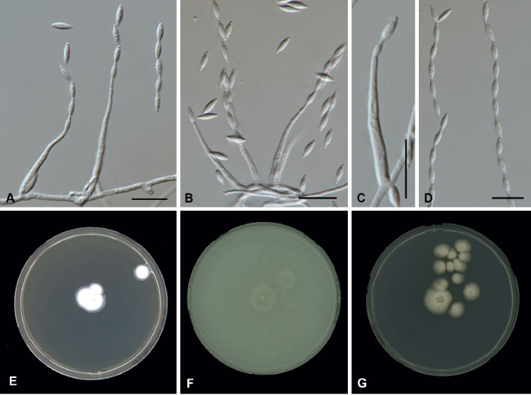 Fig. 65.