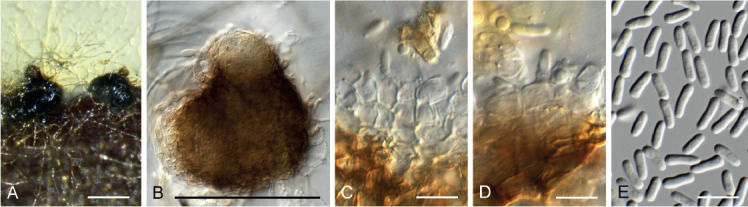 Fig. 43.