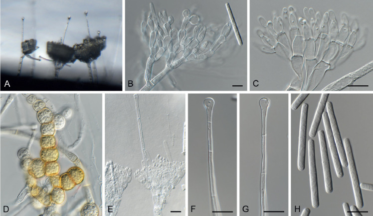 Fig. 15.