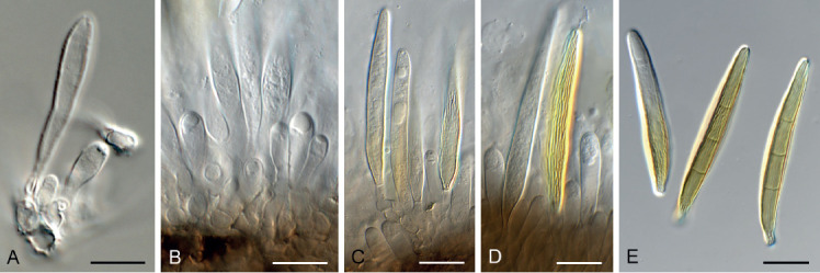 Fig. 26.