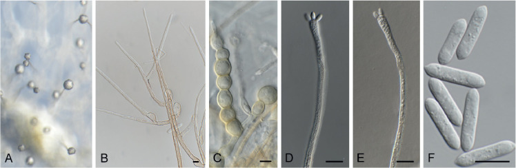 Fig. 30.