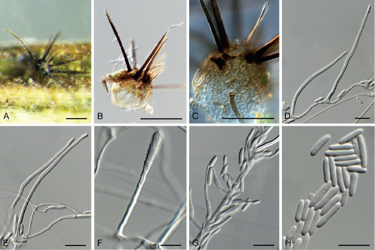 Fig. 40.