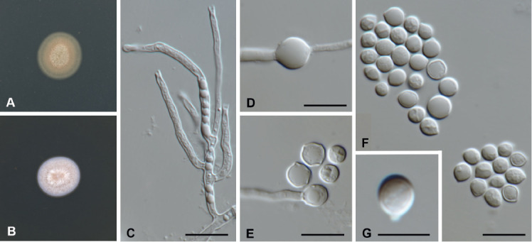 Fig. 46.