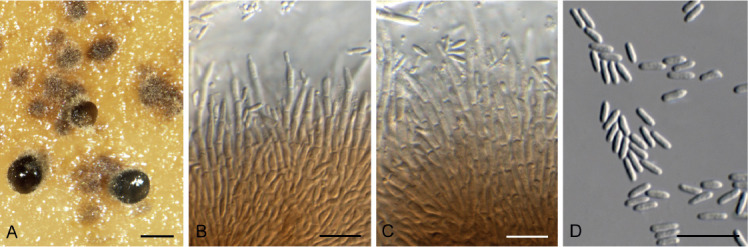 Fig. 76.